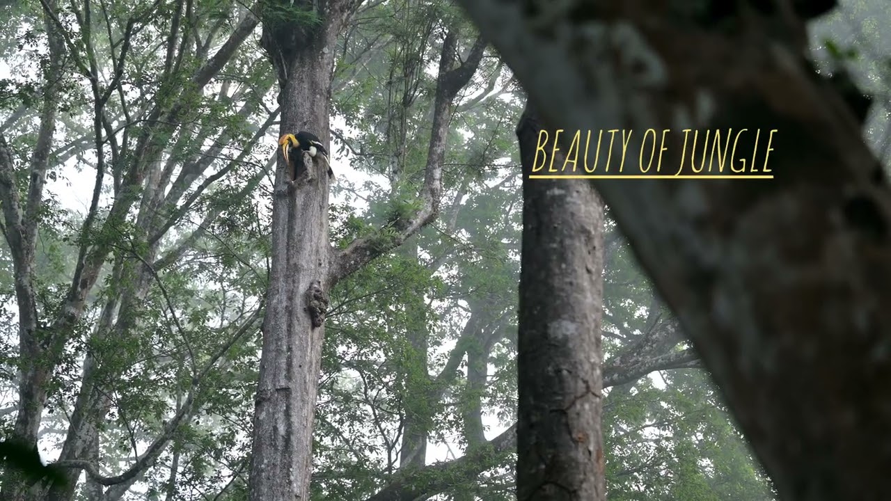 Beauty of Westernghat ||westernghat|| ||offbeatkerala||