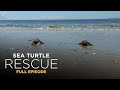 Loggerhead Turtle Conservation Challenges