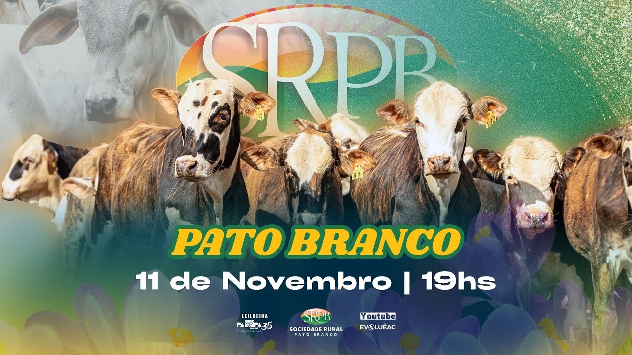 Leilão AO VIVO - Pato Branco 11/11/2024 | Pampa Remates - YouTube