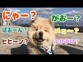 チャウチャウの子犬は「ワン」と言わない...?