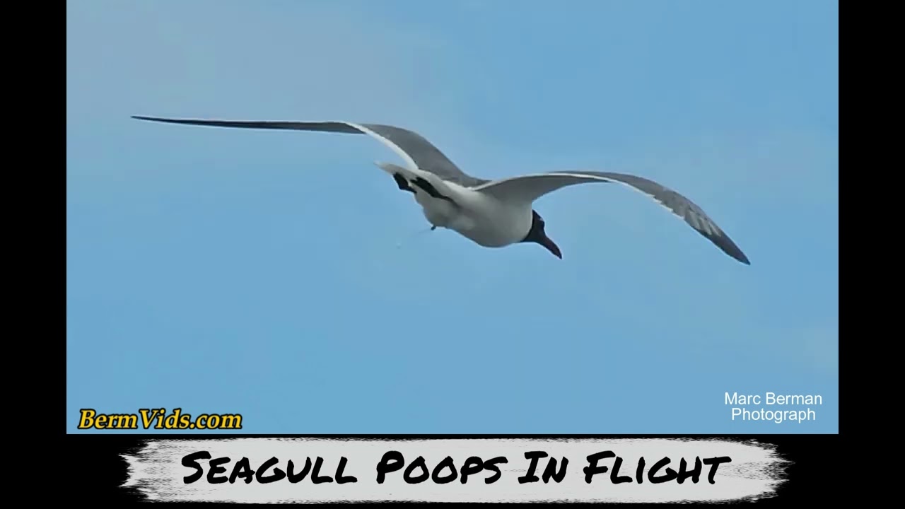 Seagull Pooping in Mid Flight