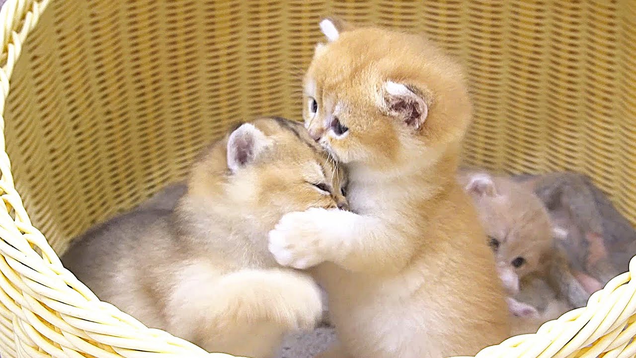 A never-ending battle of clumsy tiny kittens. So cute 🥰