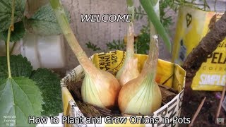 How to Grow Onions in Pots - Very easy