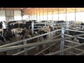 Msu agbioresearch monitoring dairy herds