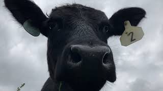 Grazing Management Minute: Planning Ahead for Grazing Season