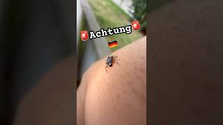 Wusstet ihr das? #garten #spinne #tiere #wissen