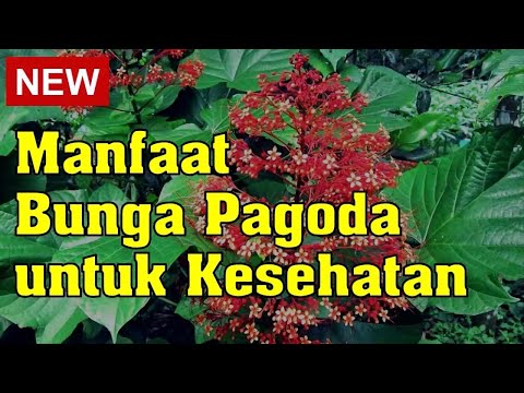 Video: Bunga Clerodendrum: perawatan di rumah, reproduksi, foto