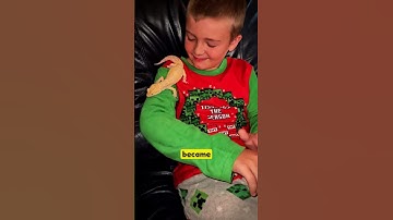 Why leopard geckos became everyone’s favorite reptile