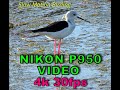 NIKON P950  VIDEO 4K 30FPS     slow motion birding