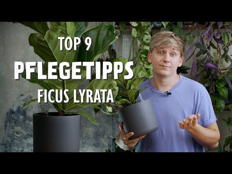Video: Soll ich Ficus lyrata besprühen?