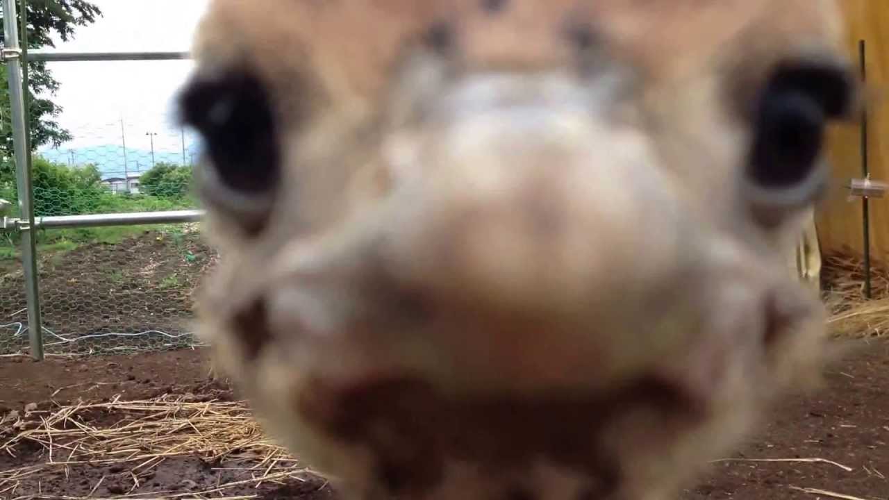 Baby Ostrich Attacked The Camera So Cute Youtube Baby Ostrich Attacked The Camera So Cute Youtube