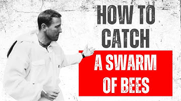 Catching a swarm of bees.