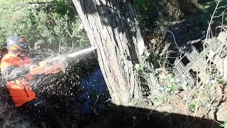 Cutting a dangerous leaning tree in a creek- Husqvarna 572xp