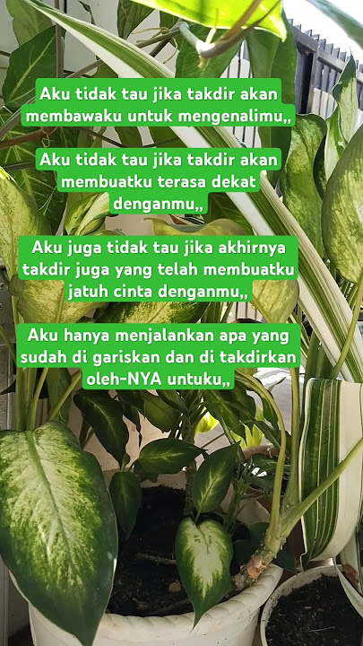 Tidak ada yang tau takdirnya di hari esok #shorts #quotesharian #mencintai #tentangcinta #puisicinta