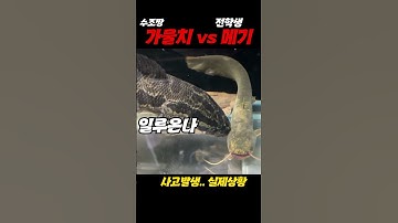 토종 서열 1위 가물치가 메기를 일방적으로...