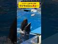 【ひとりだけクジラ】アクアパーク品川の #イルカショー で活躍するオキゴンドウのティナ #水族館 #鯨