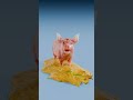 Protein In Chicken vs Protein In Pig