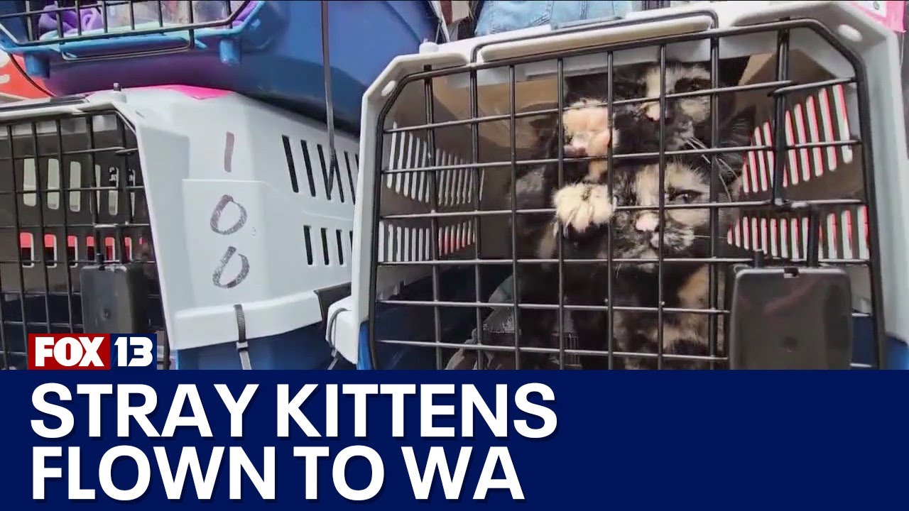 Cats from Hurricane-Impacted Areas Flown to Washington Shelters for Adoption: Safe Havens Await