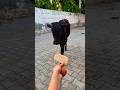 Meri gaiya aati hai mujhko doodh pilati hai #merigaiyaaatihai #cowvideos ##gaiyamerigaiya #cow #cows