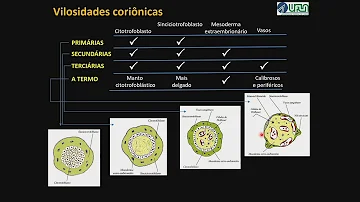 Como ocorre a formação das vilosidades Corionicas?
