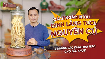 Cách ngâm rượu đinh lăng tươi nguyên củ đúng cách không thể bỏ qua !
