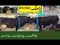 سجری سوی آٹھ گائے برائے فروخت راجہ تصدق مہدی بڑھنگ رابطہ نمبر 03475760223 bhimber