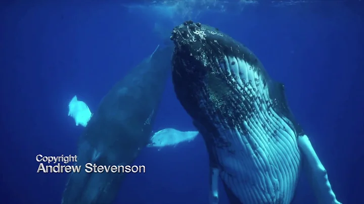 Stevenson's 'Dancing Whales In Bermuda' Video, 2018