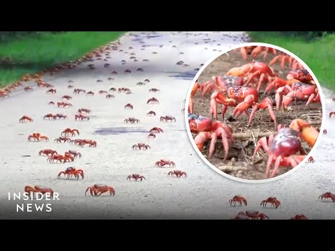 Watch Millions Of Crabs Migrate In Western Australia