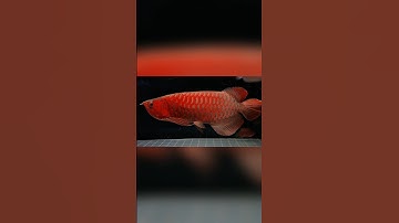 Bay Nhanh Cá Rồng Huyết Long 60cm Đuôi Càng Khủng Đỏ Đậm Chơi  Tết #cacanh #carong