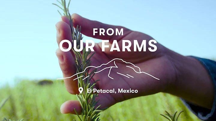 From Our Farms: Rosemary