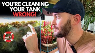 Your Shrimp Tank Could Look Like This (Full Transformation) Your Shrimp Tank Could Look Like This (Full Transformation)