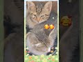 рџ Јрџ Јвќ пёЏвќ пёЏ РїРѕР РёС РёРІ СЋРјРѕСЂ РЅРµ Р Р РёС СЊ РјРёР С Рµ РєРѕС РёРєРё Shortvideo Cat Yutubeshorts рџ Јрџ Јвќ пёЏвќ пёЏ РїРѕР РёС РёРІ СЋРјРѕСЂ РЅРµ Р Р РёС СЊ РјРёР С Рµ РєРѕС РёРєРё Shortvideo Cat Yutubeshorts