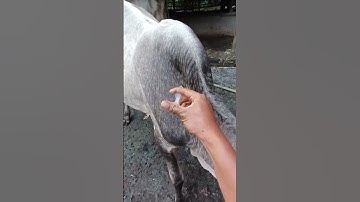 How to give injections in cattle ll intramuscular injection in cattle ll VET Knowledge