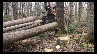 Cutting Poplar With a Timberjack 208E - Step Cuts, Beaver Tails, and Swinging Trees!