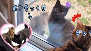 野良猫時代のナナがポンそっくりのオス猫とイチャコラしてた件