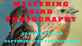 Mastering Bird Photography - Getting Closer and Capturing the Perfect Shot