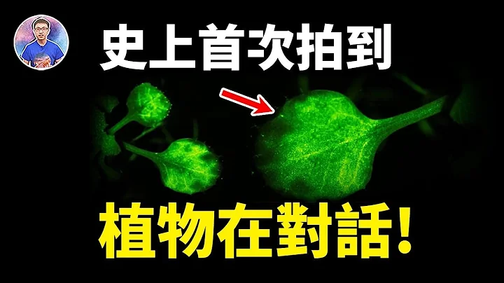 惊！植物竟然有灵魂和意识！？原来他们一直在偷偷观察人类！【地球旅馆】 - 天天要闻