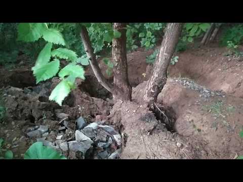 Укрепление склона деревьями. Результат спустя годы.