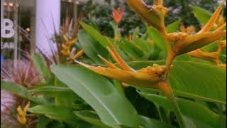 SULING 'SAJAK SONO KA LEMBUR'