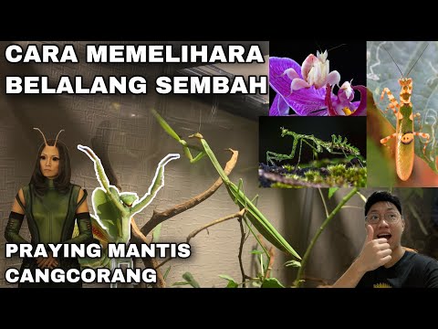 Video: Cara Menghilangkan Telur Labah-labah