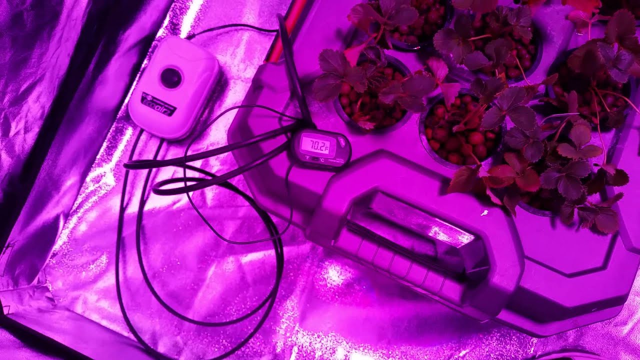 NFT strawberry setup and tent