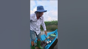 Lưới Dính Đầy Cá Rô Phi  Vuông Tôm Cà Mau | Net Full Of Tilapia In Ca Mau Shrimp Square #shorts