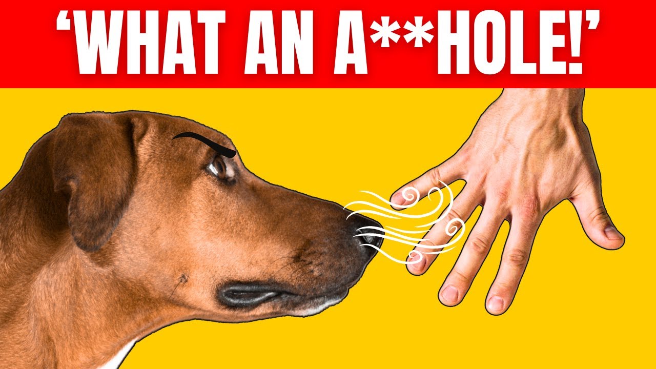 How Dogs Can Recognize a Bad Person (INCREDIBLE Dog Abilities) | K9Pedia