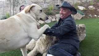 THE DOG THAT BIT CESAR MILLAN: KISS ATACK