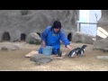 長崎ペンギン水族館 コガタペンギン の動画、YouTube動画。