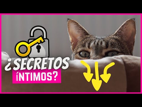 ¡7 cosas que sólo tu gato sabe de ti!