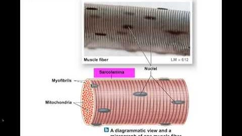Ch 10 Muscle Tissue mp4