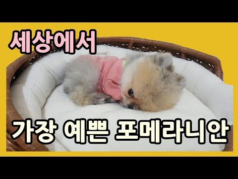 세상에서】 가장 예쁜 포메라니안 강아지영상! - Youtube