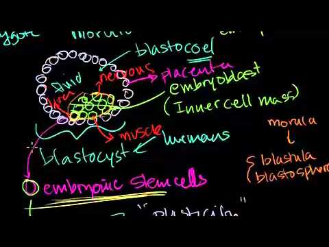 Video: Sel Induk Germline Ovarium