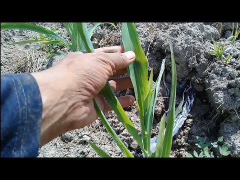 Video: Adakah benih rumput akan tumbuh pada bulan Oktober?